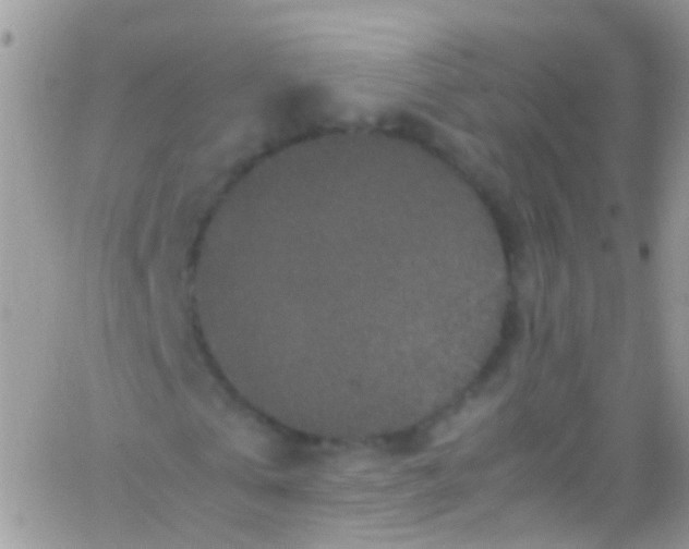 X0000066000769200603172204