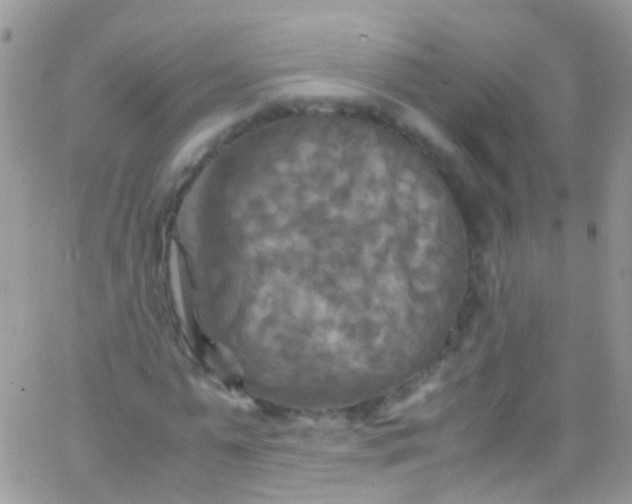 X0000066000775200603172204