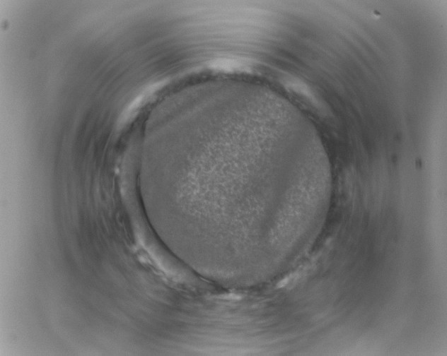 X0000066000776200603172204