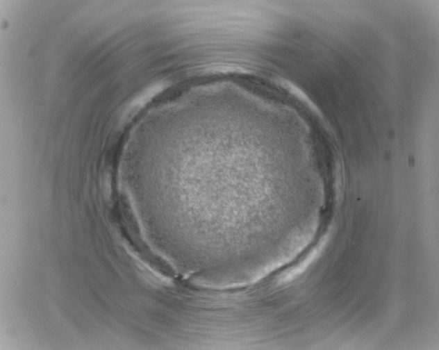 X0000066000777200603172204