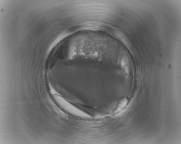 X0000066000779200603172204