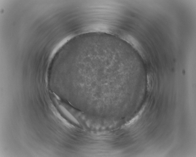 X0000066000780200603172204