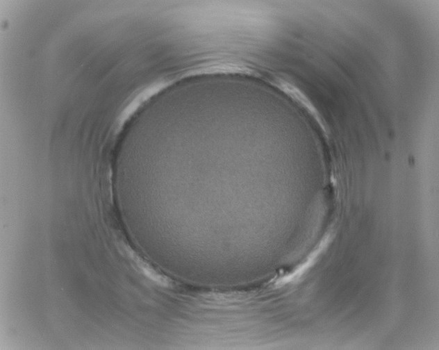 X0000066000781200603172204