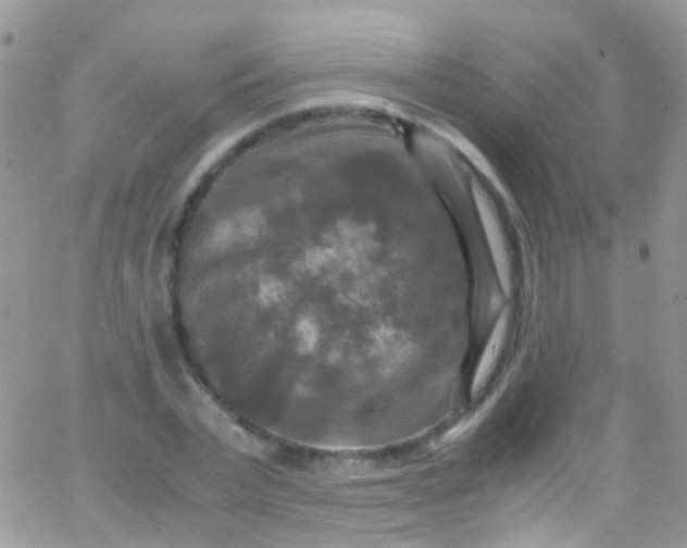 X0000066000783200603172204