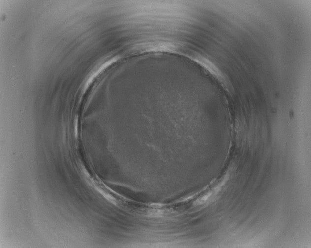 X0000066000790200603172204