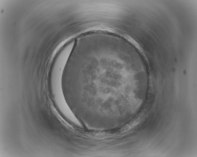 X0000066000791200603172204