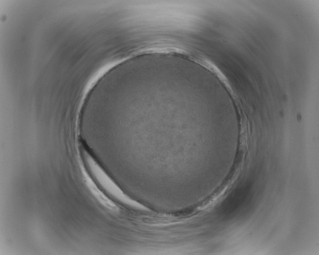 X0000066000795200603172204