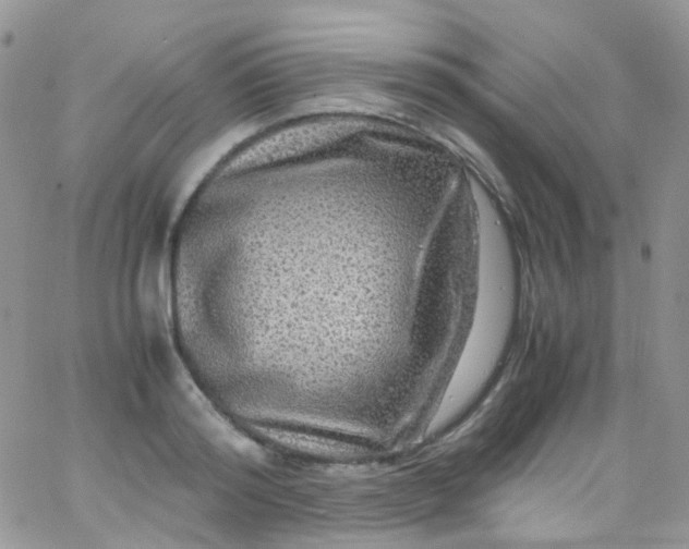 X0000066000796200603172204