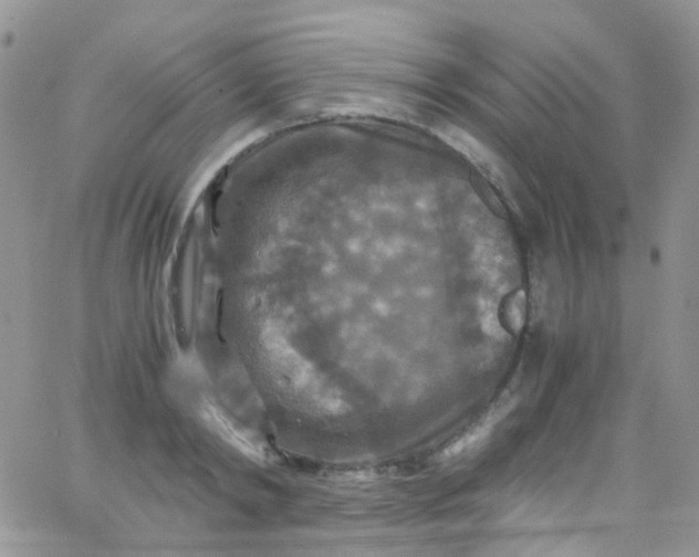 X0000066000798200603172204