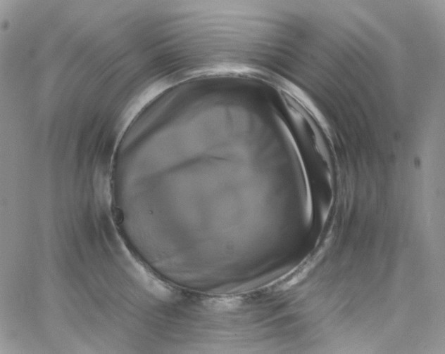 X0000066000810200603172204