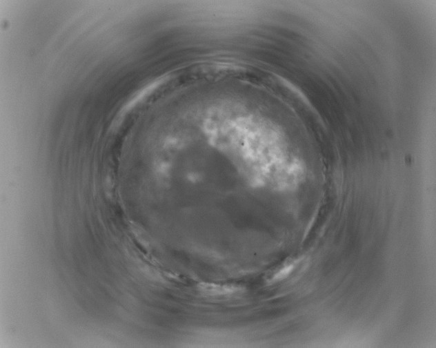 X0000066000823200603172203