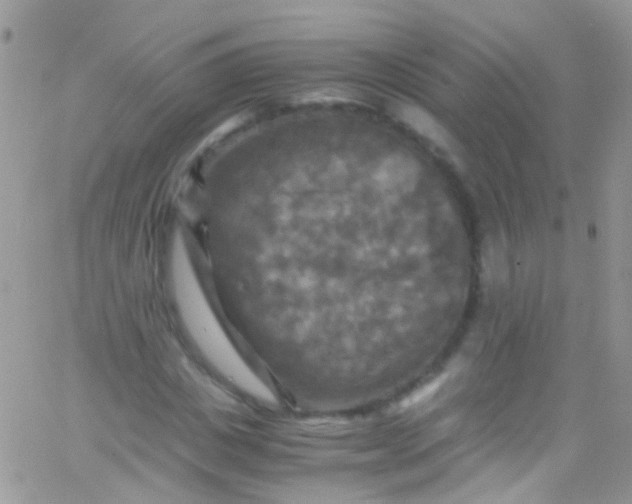 X0000066000825200603172203