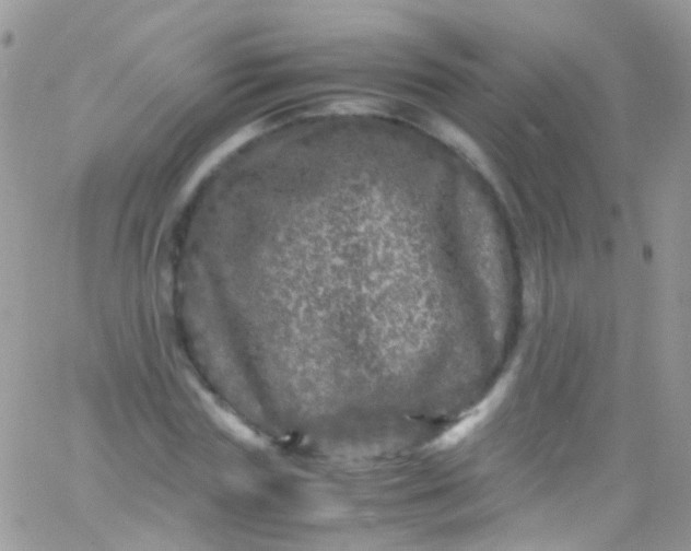 X0000066000827200603172203