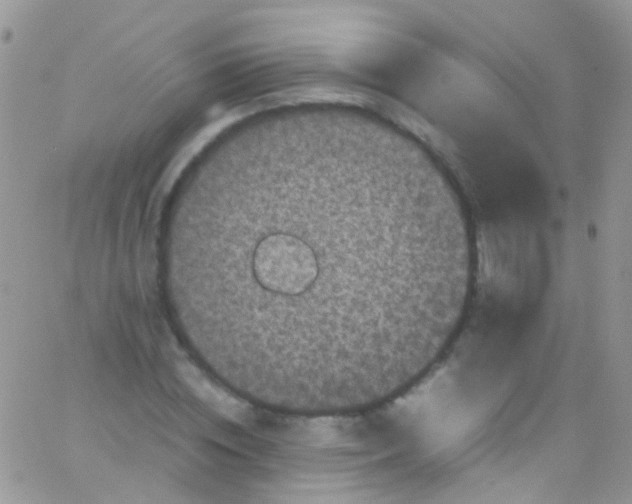 X0000066000828200603172203