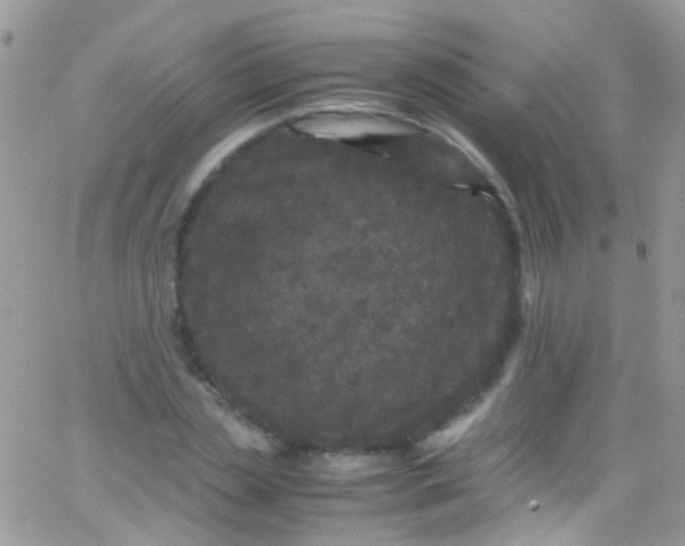 X0000066000829200603172203