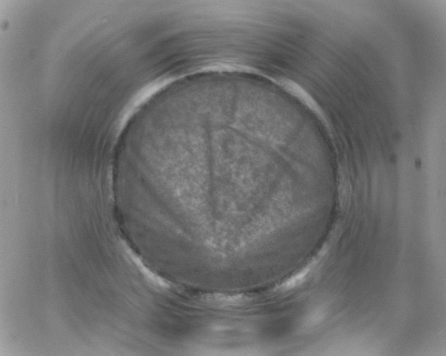 X0000066000831200603172203