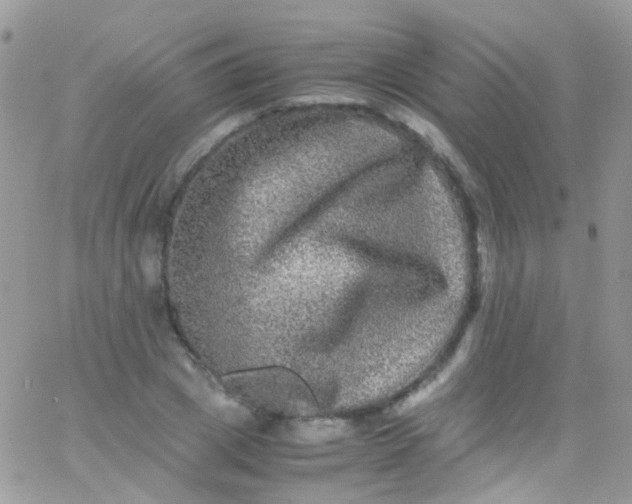 X0000066000833200603172203