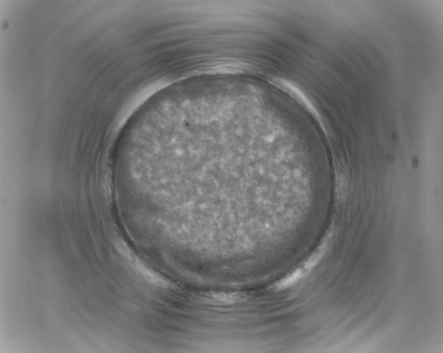 X0000066000835200603172203