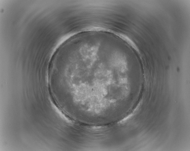 X0000066000839200603172203