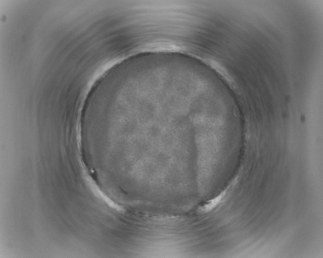 X0000066000840200603172203