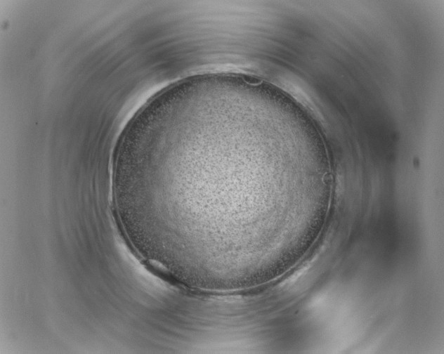 X0000066000844200603172203