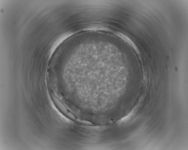 X0000066000855200603172203