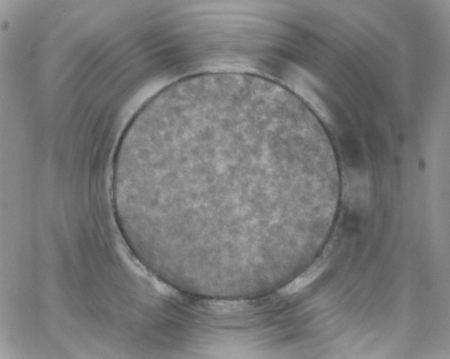 X0000066000856200603172203