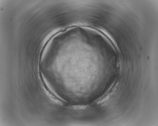 X0000066000861200603172203