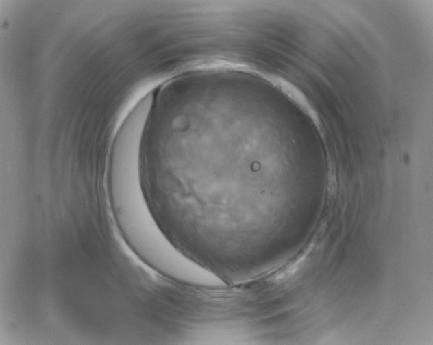 X0000066000863200603172204