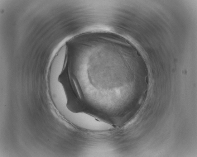 X0000066000864200603172204