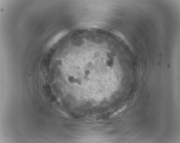 X0000066000871200603172203