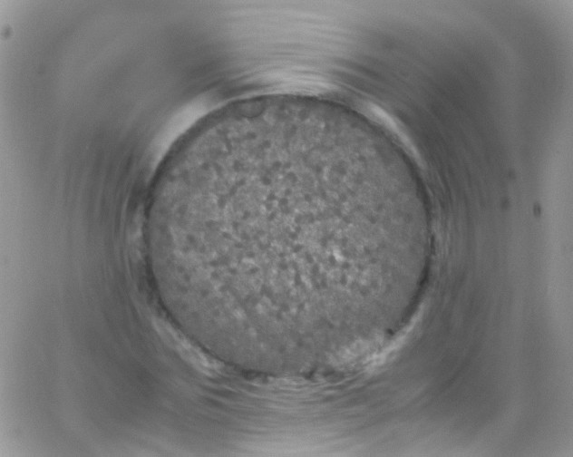 X0000066000875200603172203