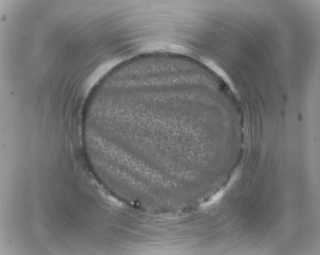 X0000066000877200603172203