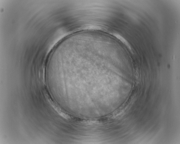 X0000066000886200603172202