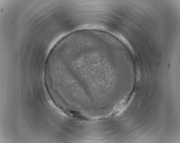 X0000066000896200603172202