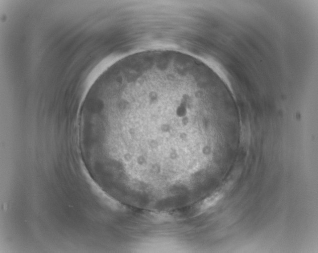 X0000066000911200603172202