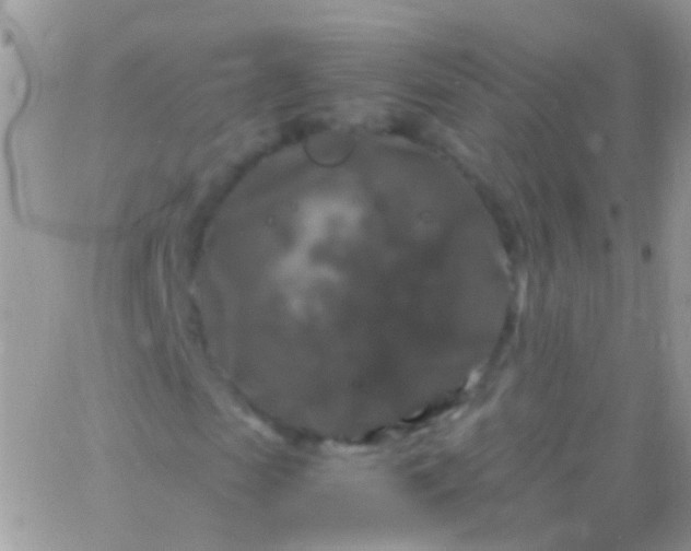 X0000066000913200603172201