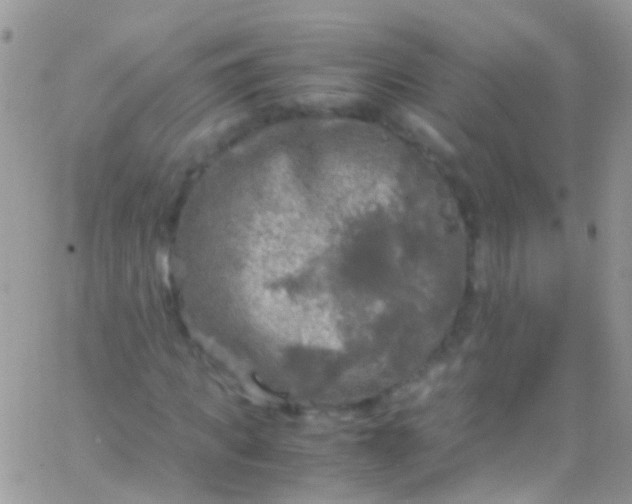 X0000066000917200603172201