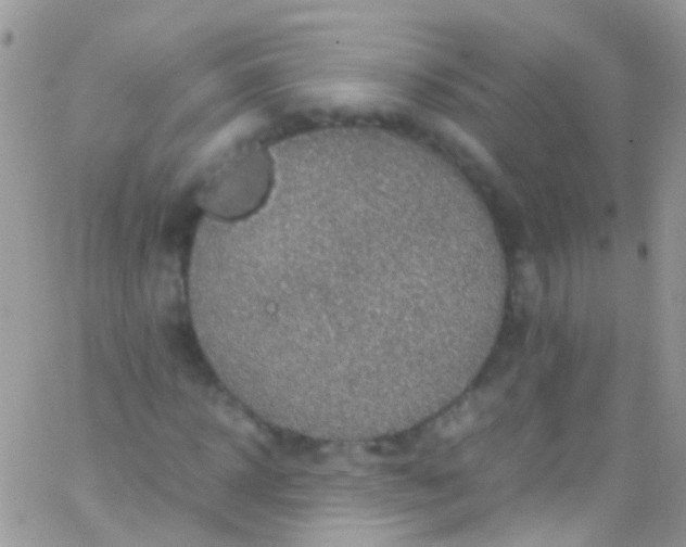 X0000066000918200603172201