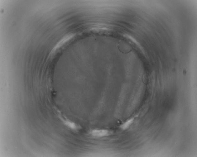 X0000066000919200603172201