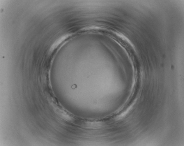 X0000066000921200603172201