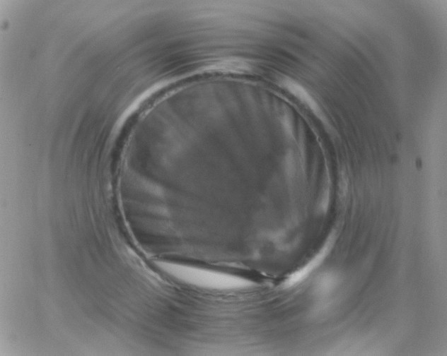 X0000066000923200603172201