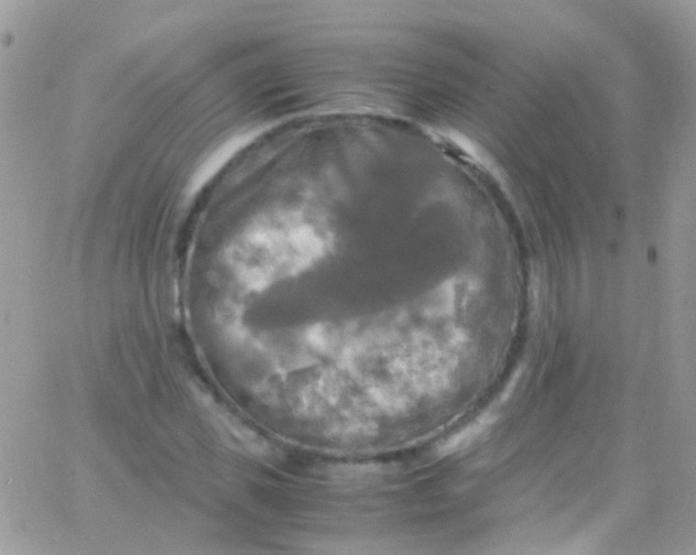 X0000066000925200603172201