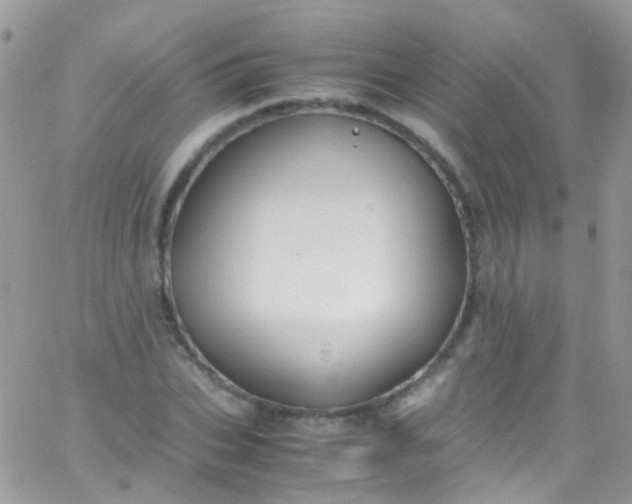 X0000066000927200603172201