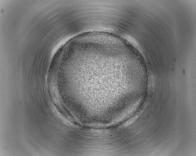 X0000066000928200603172201