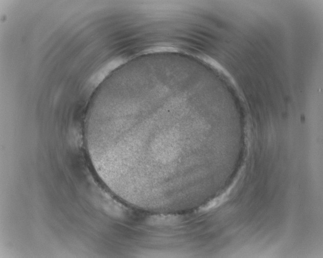 X0000066000929200603172201