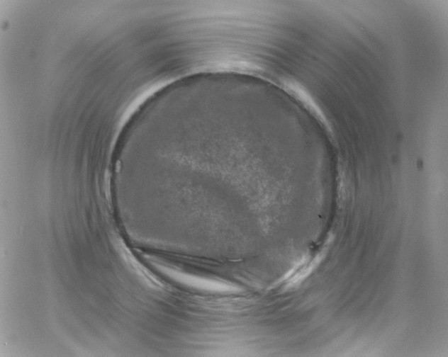 X0000066000932200603172202