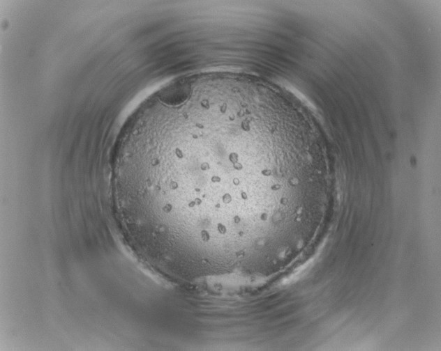 X0000066000933200603172202