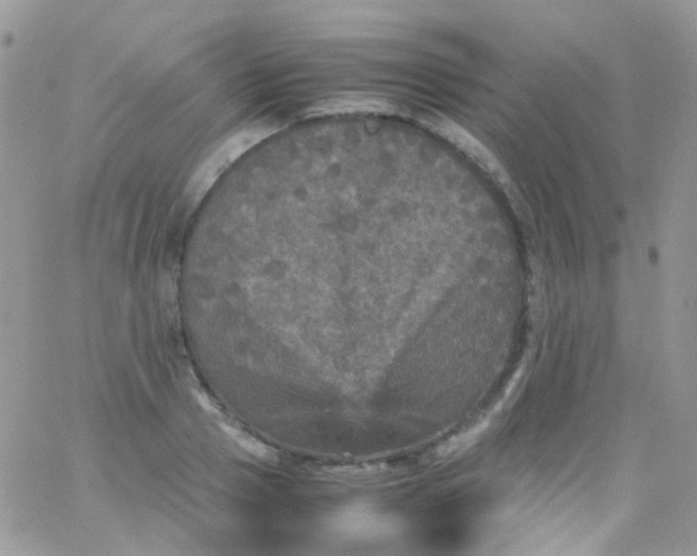 X0000066000937200603172202