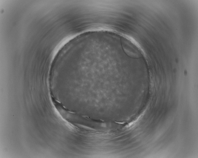 X0000066000943200603172202